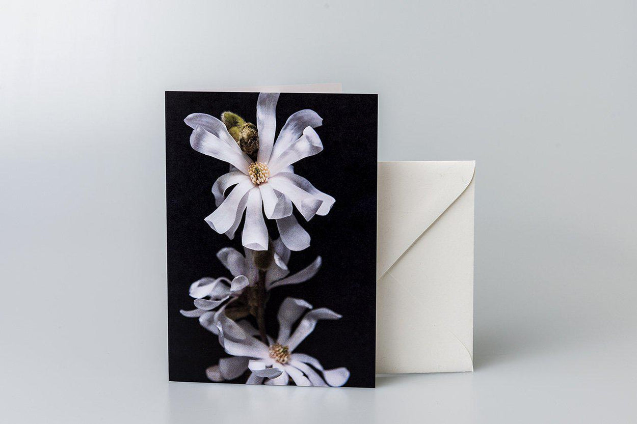 Star Magnolia Greeting Card